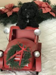 Charlie: Toy Poodle Male