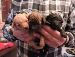 AKC Toy Poodle puppies
