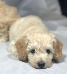 5 Westiepoo puppys for sale