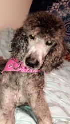 Standard poodle for sell