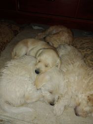 Puppies born on feb 14
