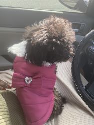Toy Poodle 7mo