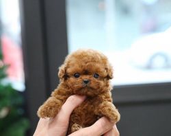 Mini And Toy Poodle Puppies For Sale- xxO-6O1-O8xx