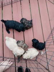 Poodle/ Shitzu puppies for sale $1,000. Each