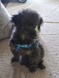 1 year old male poodle