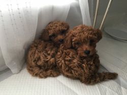 Charming Toy poodle Puppies