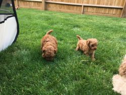Amazing red toy Poodle puppies for sale