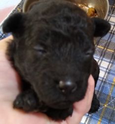 Rare Solid Black Registered Poodle puppies!