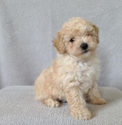 Fluffy AKC mini Poodle puppies available now