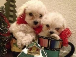 cute male and female poodle puppies