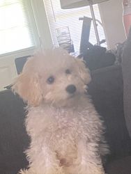 Charlie the poochon