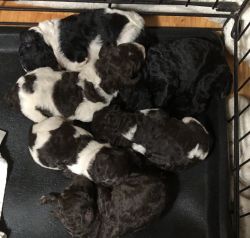 Standard poodle pups for sale