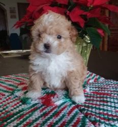 Fluffy AKC mini Poodle puppies available now