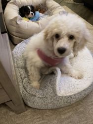 Female Poodle Puppy