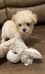 Beautiful toy poodles