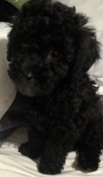 Handsome 9 weeks old black poodle puppy