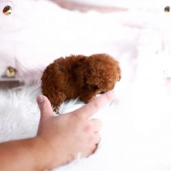 Adorable Teacup Poodle puppies for sale