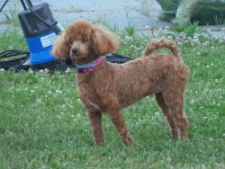 one year old female poodle