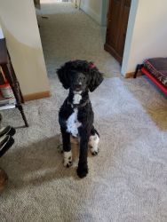 Piper, standard poodle