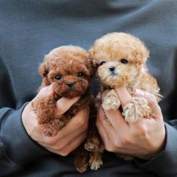 Cute Teacup Poodle puppies