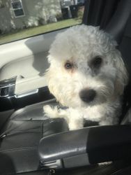 Maltipoo Looking for New Home