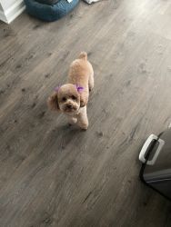 Toy poodle to loving home