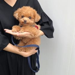 FUWAMAMA poodle puppies for sale
