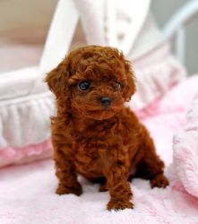 RED Toy poodle puppies
