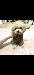 Cutest Poodle for sale