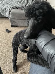 7 month old all black poodle (standard)