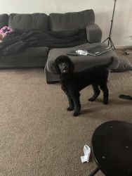 8 month old male standard poodle for sale