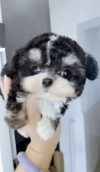 1% silver parti toy poodle for sale
