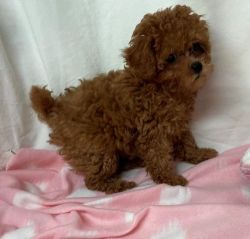 Poodle Puppies for Sale