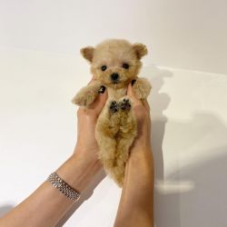 Teacup Poodle Puppies For New Homes