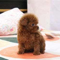 Toy poodle puppies available