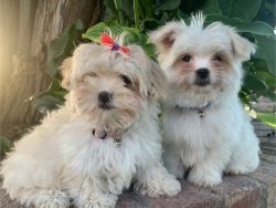 Shihpoo Puppies