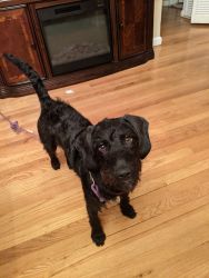 Looking for a dog loving family