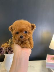The cutest teacup poodle