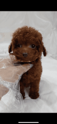 teacup red poodle for sale