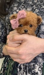 Tiny teacup red poodle for sale