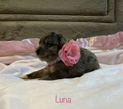 Luna, Designer Breed Jack-a-Poo