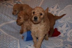 Beautiful Toy Poodles Puppies