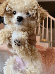 teacup poodle looking for rehoming