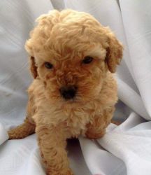 Healthy Home Trained Teacup Poodle Puppies for sale