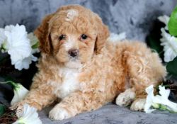 Poodle puppies available for sale