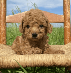 Red Poodle available