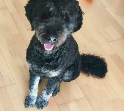 A lovely standard poodle Puppy needs a new home!