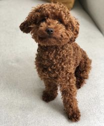 Toy Poodle Puppies Ready Now