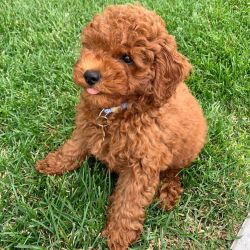 Adorable poodle puppies for sale
