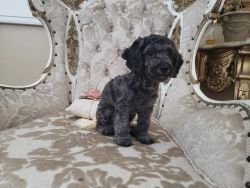 Sliver gray 4months miniature poodle male